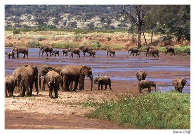Elphants  Samburu