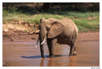 Elephant Samburu