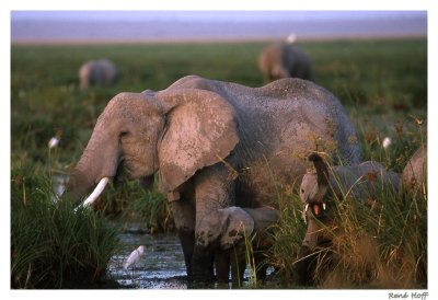 Elephant Amboselli.