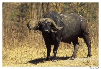 Buffallo