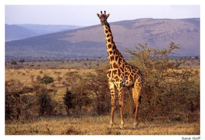 Girafe Masa