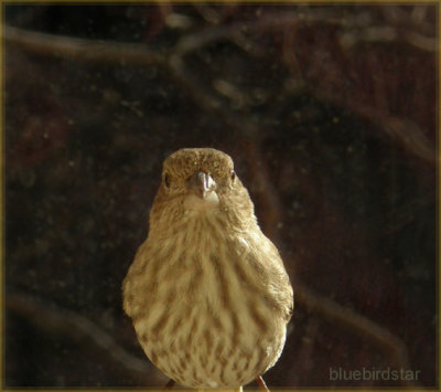 Finch Female