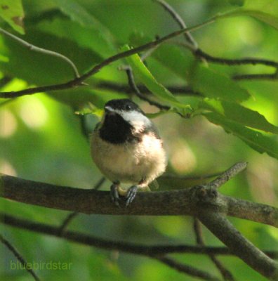 Chickadee