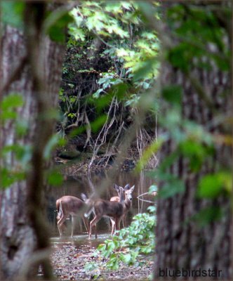 Visitors in the Woods