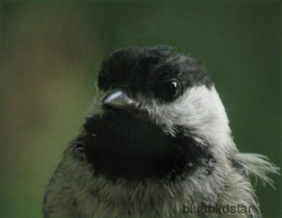 Chickadee