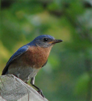 Bluebird Star