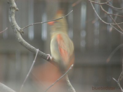 Cardinal Dance