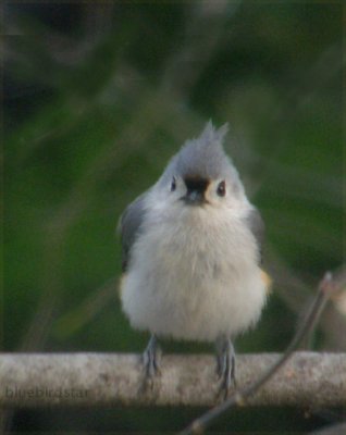 Titmouse