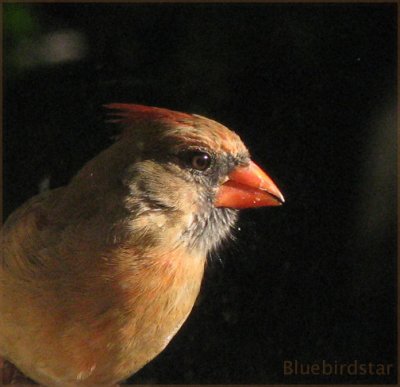 Cardinal - Female