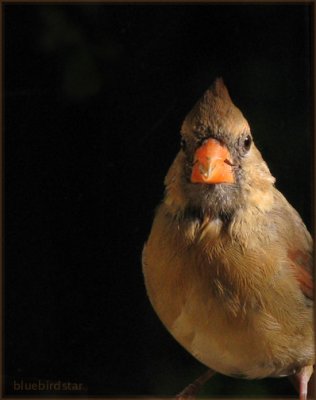 Cardinal - Female