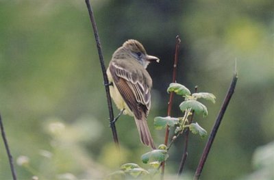 7-5-05 1376 Small.jpg
