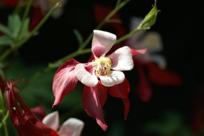 PICT0155 Small.JPG