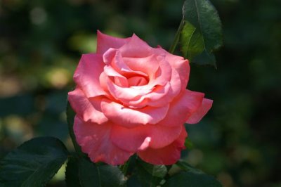 5Aout07 86 Small.JPG