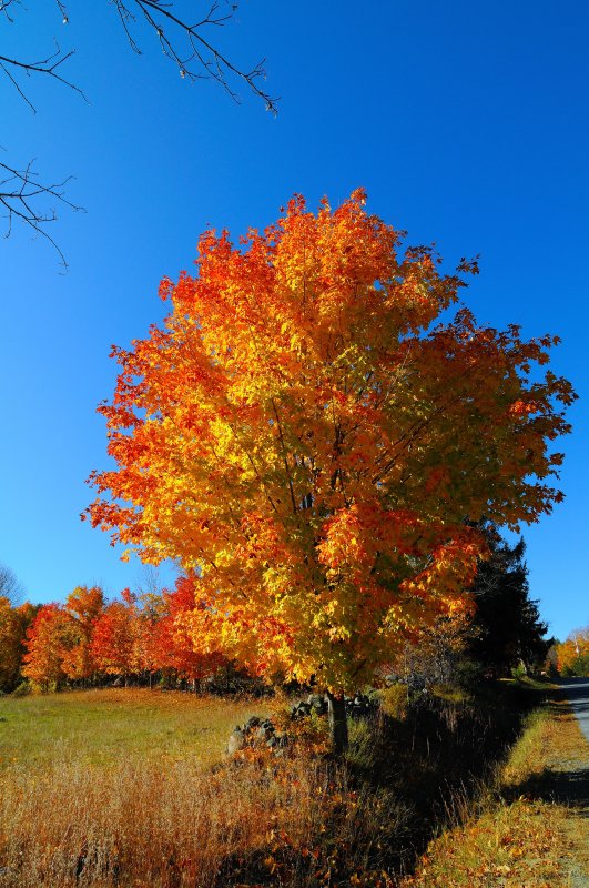 Orange tree