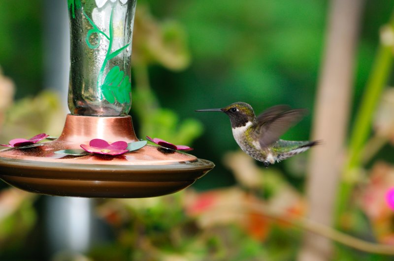 Humming_7729.JPG