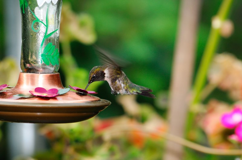 Humming_7733.JPG