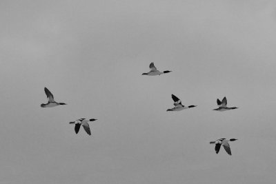 Assorted B&W