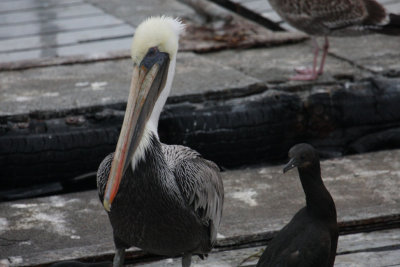 Brown Pelican & Brandt's Cormorant 5348
