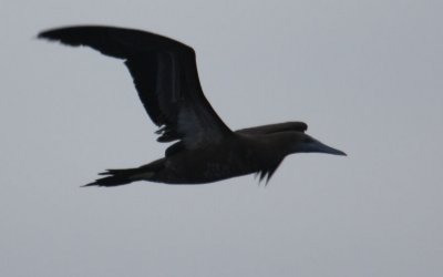 Brown Booby 5370