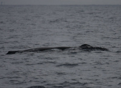 Humpback Whale 5502
