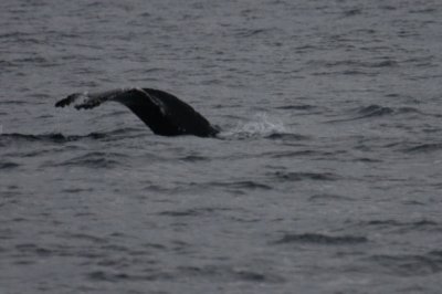 Humpback Whale 5507