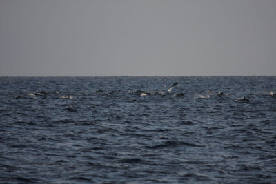 Common Dolphins 5539
