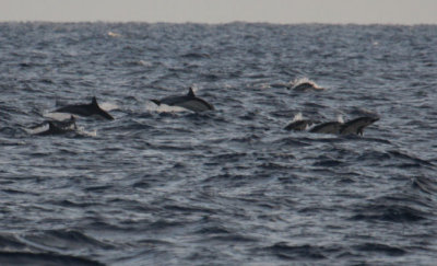 Common Dolphins 5545