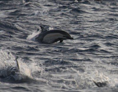 Common Dolphins 5562