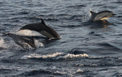 Common Dolphins 5571