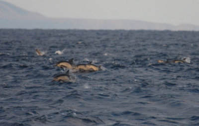 Common Dolphins 5586