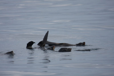 Northern Fur Seals 5674