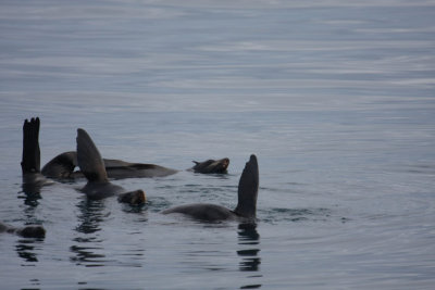 Northern Fur Seals 5676