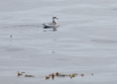 Red Phalarope 5738