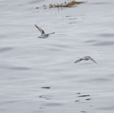 Red Phalaropes 5747
