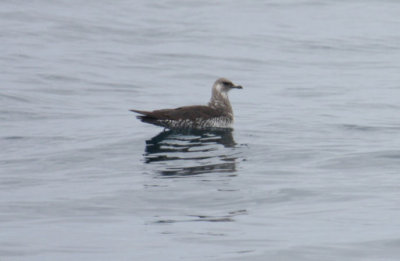 Pomarine Jaeger 5758