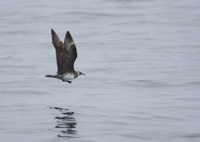 Pomarine Jaeger 5763