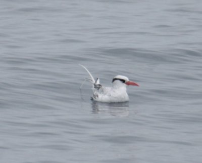 San Diego Pelagic Trip