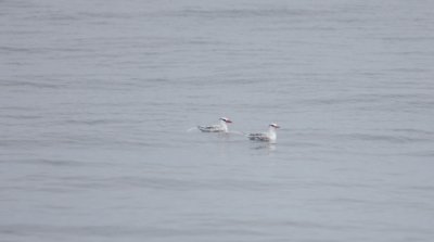 Red-billed Tropicbirds 5851