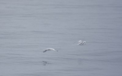 Red-billed Tropicbirds 5859