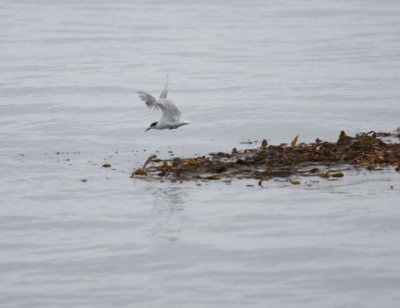 Common Tern 5863