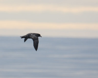 Northern Fulmar 5916