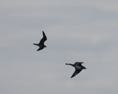 Parasitic vs Pomarine Jaeger 5922