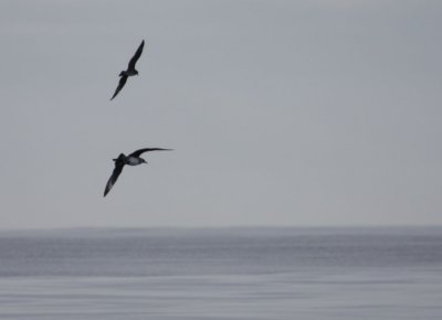 Parasitic vs Pomarine Jaeger 5923