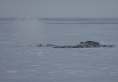 Fin Whales 5952