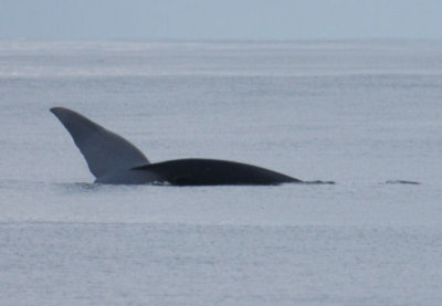 Blue Whale 5954
