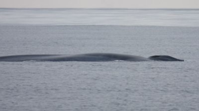 Blue Whale 5958