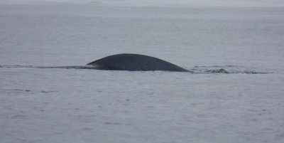 Blue Whale 5961