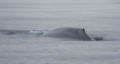 Blue Whale 5962