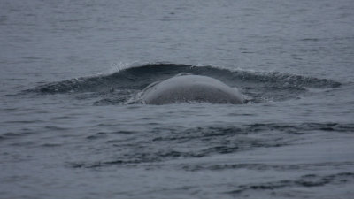 Blue Whale 5963