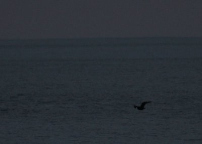South Polar Skua 5965